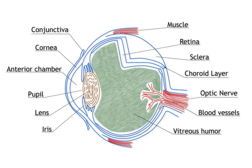 Diagram of human eye structure