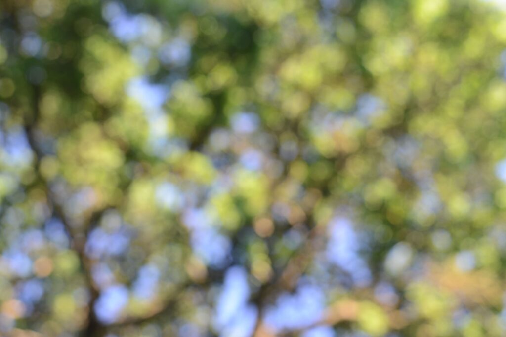 blurry zoomed in trees